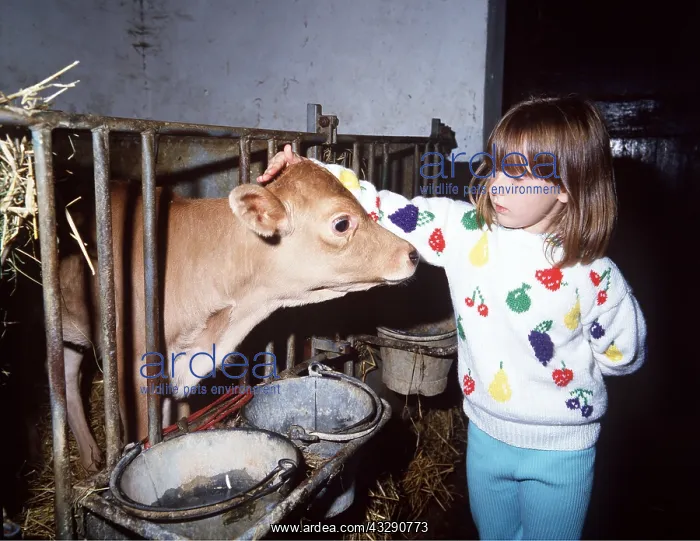 : FARM VISIT - Jersey calf with girl : FARM VISIT - Jersey calf with girl