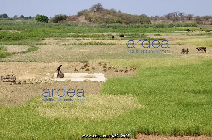 : Farm work in Madagascar : Farm work in Madagascar