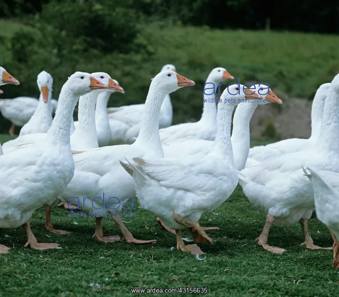  : Farmed White Geese