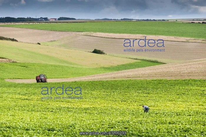 : Farmer in his beet field, Summer, Pas de Calais : Farmer in his beet field, Summer, Pas de Calais