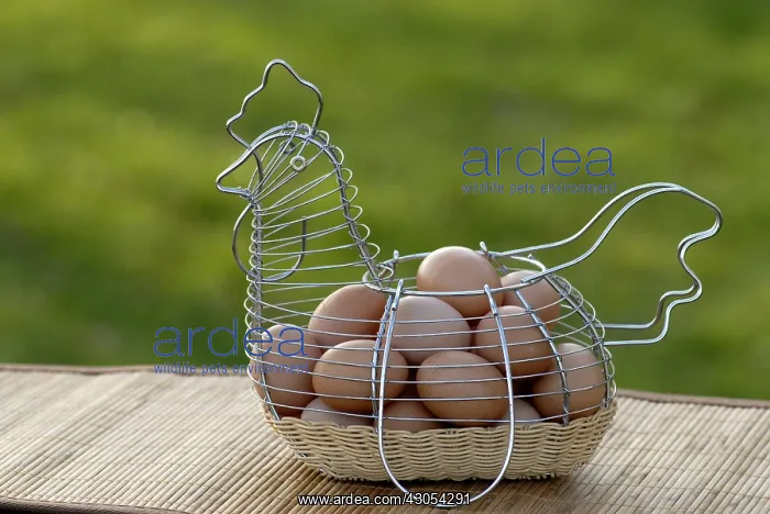  : Farmer eggs in a Hen basket-shaped
