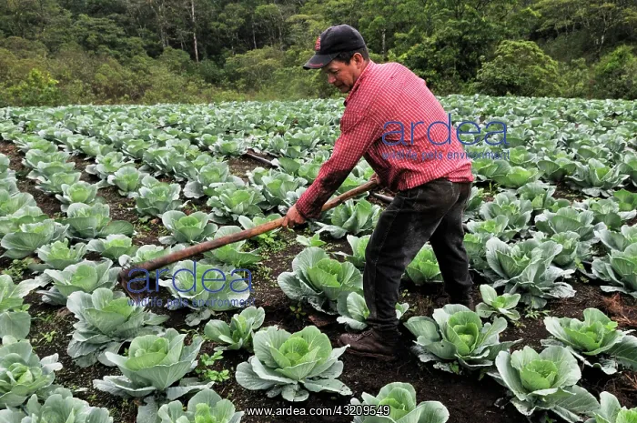  : Farmer with hoe in a cabbage field, Miraflor-Moropotente