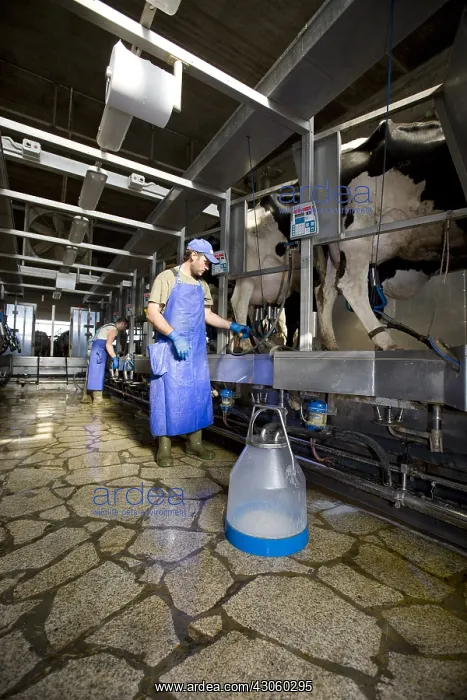 : Farmer and Holstein cows in a milking stall Italy : Farmer and Holstein cows in a milking stall Italy