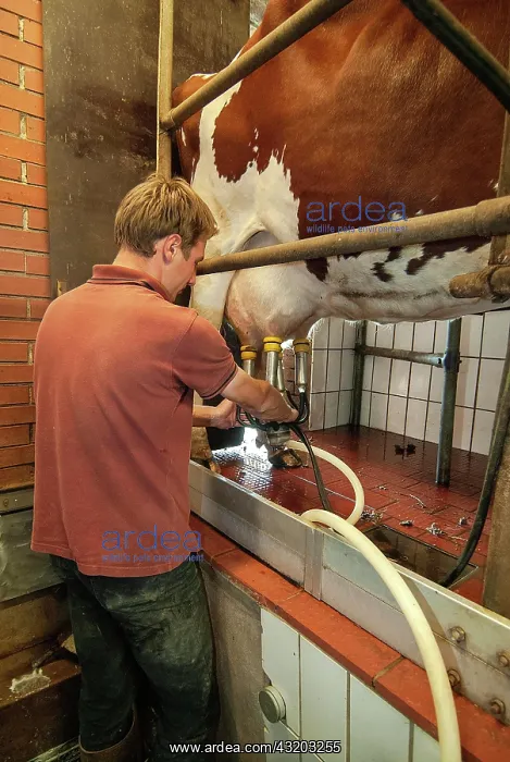 : Farmer with milking machine : Farmer with milking machine