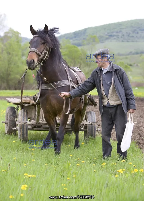 : Farmer near a horse harnessed to work in fields Romania : Farmer near a horse harnessed to work in fields Romania