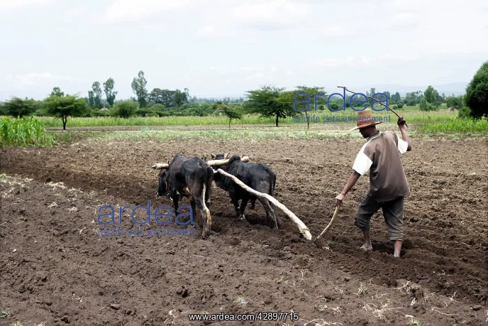 : Farmer - ploughing field : Farmer - ploughing field