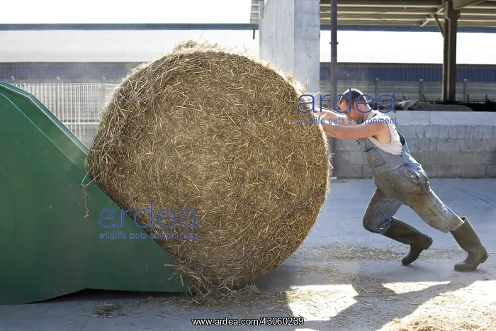 : Farmer pushing a straw bale into a bucket : Farmer pushing a straw bale into a bucket