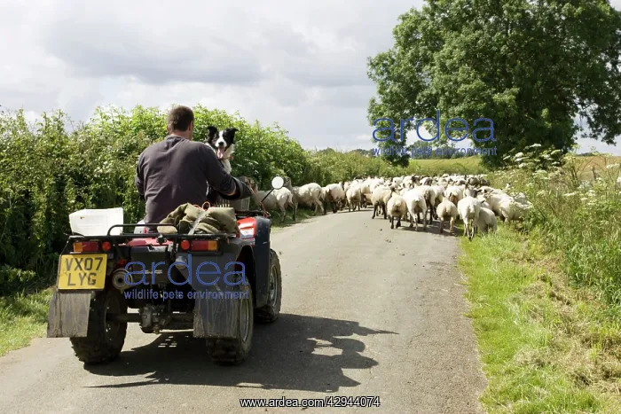 : Farmer on quad bike with sheep dog driving sheep : Farmer on quad bike with sheep dog driving sheep