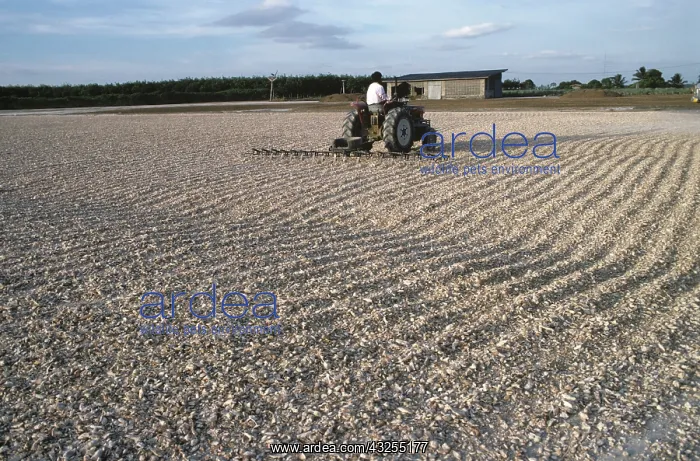 : Farmer raking Cassava root chips with tractor : Farmer raking Cassava root chips with tractor