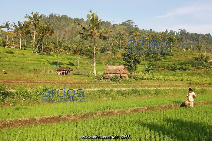 : Farmer - in the rice fields / paddies / terraces : Farmer - in the rice fields / paddies / terraces