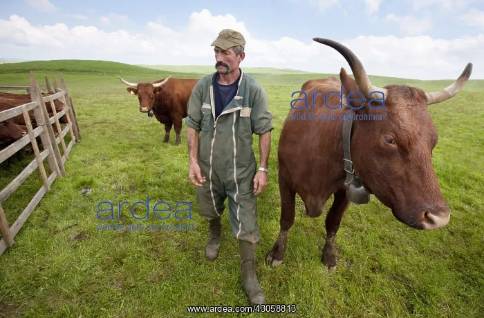 : Farmer and Salers cow in the meadow Cantal France : Farmer and Salers cow in the meadow Cantal France