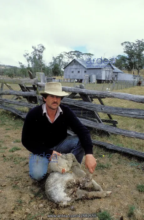 : Farmer with sheep that has been attacked by a Dingo : Farmer with sheep that has been attacked by a Dingo