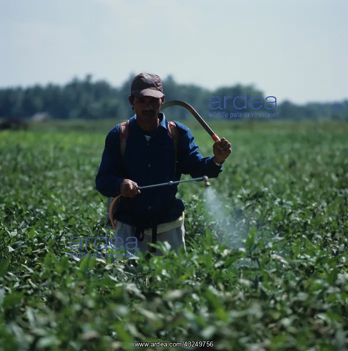 : Farmer spraying a crop of Soybean (Glycine max) : Farmer spraying a crop of Soybean (Glycine max)
