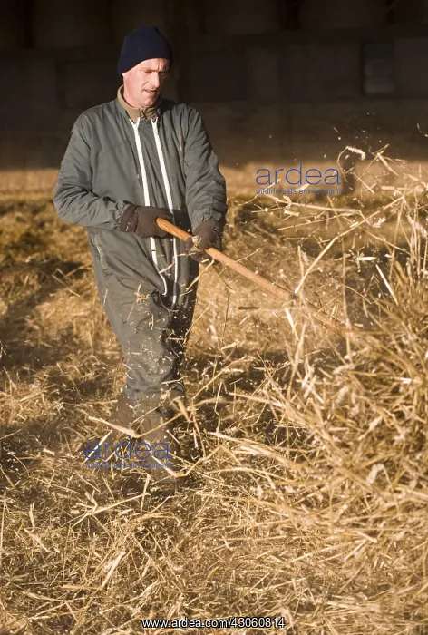 : Farmer spreading straw with a fork in a stable : Farmer spreading straw with a fork in a stable