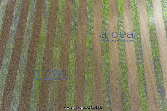 : Farmer tilling ground in preparation for planting corn : Farmer tilling ground in preparation for planting corn