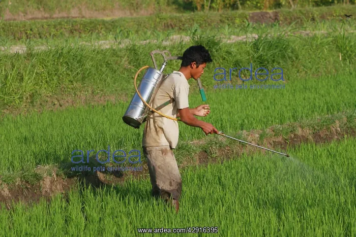 : Farmer - Treating / spraying rice plants in the : Farmer - Treating / spraying rice plants in the