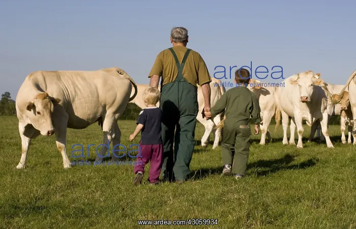: Farmer watching his cattle with his grand children : Farmer watching his cattle with his grand children