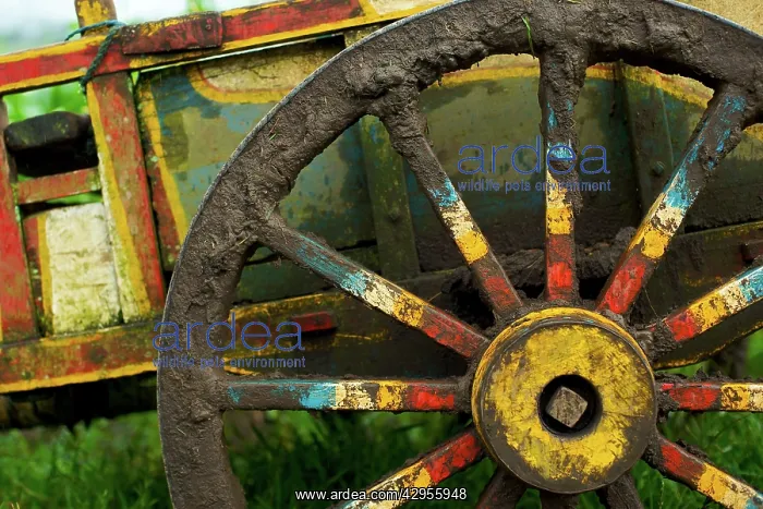 : Farmers brightly painted cow cart - Minahasa highlands : Farmers brightly painted cow cart - Minahasa highlands