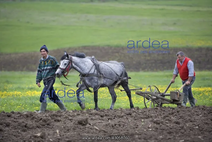 : Farmers and horse ploughing a field Romania : Farmers and horse ploughing a field Romania