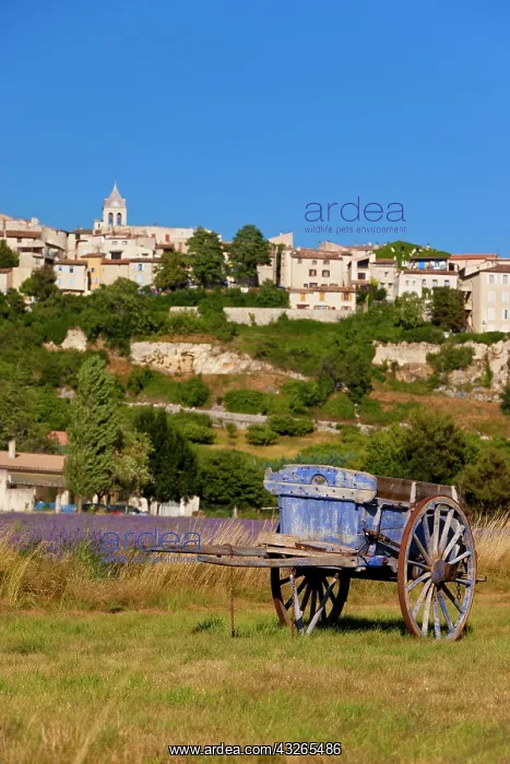 : Farmers lavender cart below the village : Farmers lavender cart below the village