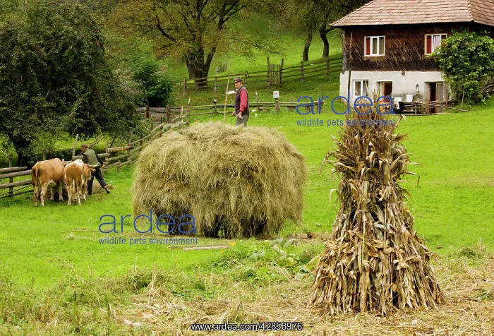  : Farmers - Old-fashioned traditional farming with