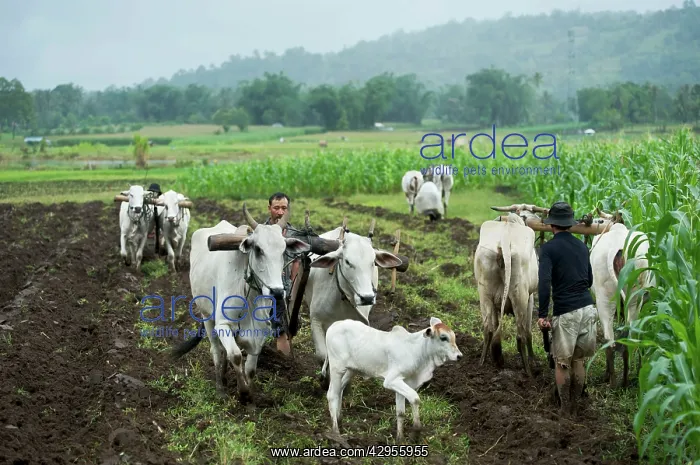  : Farmers plough the fields with cows, calf follows