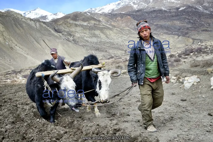 : Farmers ploughing a field with yaks - Upper Mustang Nepal : Farmers ploughing a field with yaks - Upper Mustang Nepal