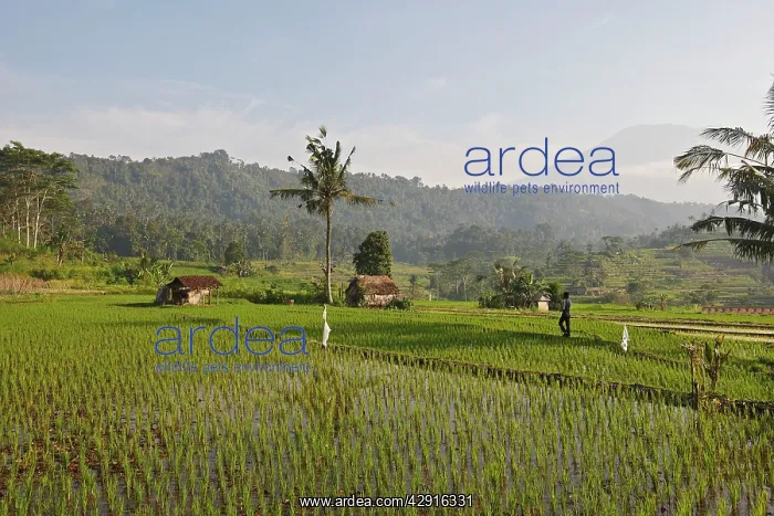 : Farmers - in the rice fields / paddies / terraces : Farmers - in the rice fields / paddies / terraces