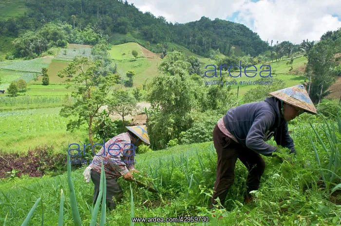 : Farmers tending onion and carrot crops : Farmers tending onion and carrot crops