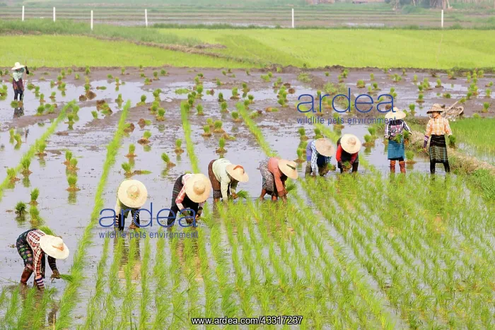 : Farmers working in a rice field, Nyaungshwe, Myanmar : Farmers working in a rice field, Nyaungshwe, Myanmar