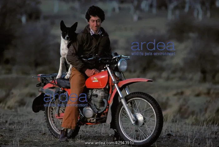 : Farmhand and his dog on motorcycle. near Goulburn : Farmhand and his dog on motorcycle. near Goulburn