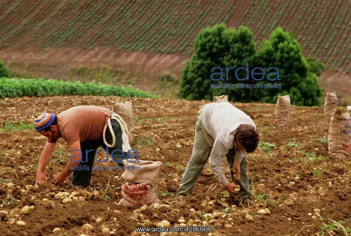 : Farmhands harvesting potatoes South Gippsland : Farmhands harvesting potatoes South Gippsland