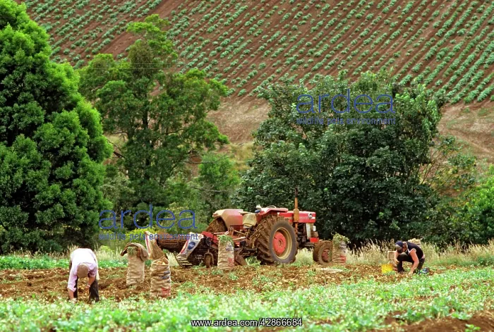 : Farmhands harvesting potatoes South Gippsland : Farmhands harvesting potatoes South Gippsland