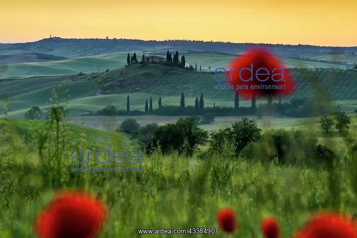 : Farmhouse and cypresses, San Quirico d'Orcia, Val d Orcia : Farmhouse and cypresses, San Quirico d'Orcia, Val d Orcia