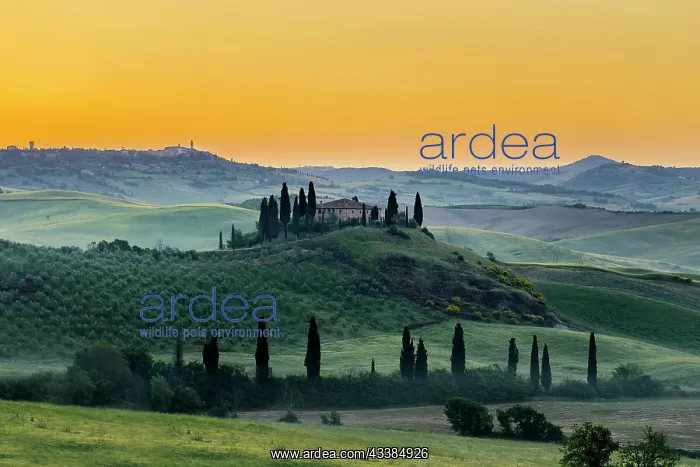 : Farmhouse and cypresses, San Quirico d'Orcia, Val d Orcia : Farmhouse and cypresses, San Quirico d'Orcia, Val d Orcia