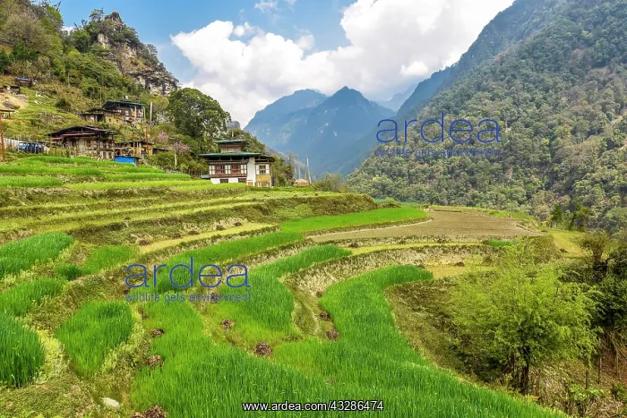  : Farmhouse with rice fields in mountain landscape