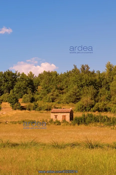 : Farmhouse, Tourtour, Provence, France : Farmhouse, Tourtour, Provence, France