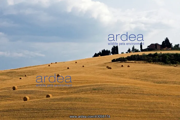 : Farmhouse, Tuscany, Italy : Farmhouse, Tuscany, Italy