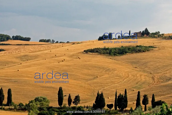 : Farmhouse, Tuscany, Italy : Farmhouse, Tuscany, Italy