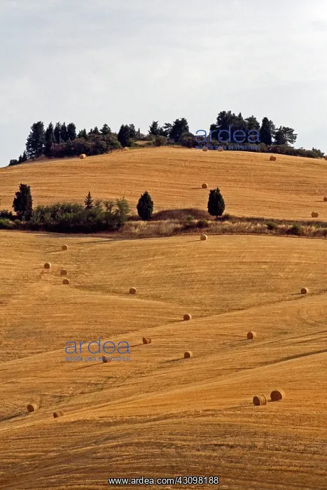 : Farmhouse, Tuscany, Italy : Farmhouse, Tuscany, Italy