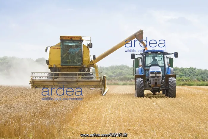 : Farming - Combine Harvester and Tractor - Wheat harvest : Farming - Combine Harvester and Tractor - Wheat harvest