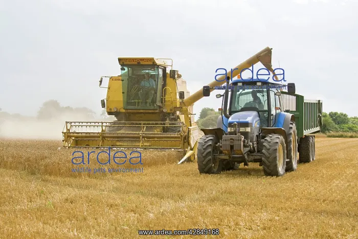 : Farming - Combine Harvester and Tractor - Wheat harvest : Farming - Combine Harvester and Tractor - Wheat harvest