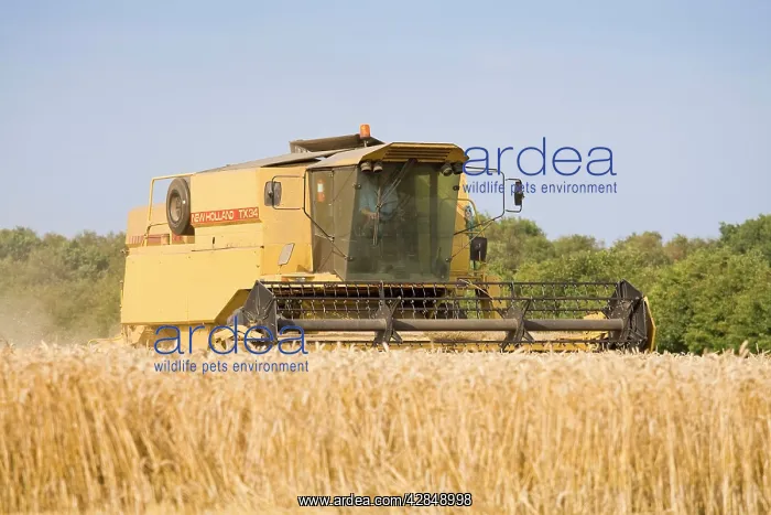 : Farming - Combine Harvester - Wheat harvest : Farming - Combine Harvester - Wheat harvest