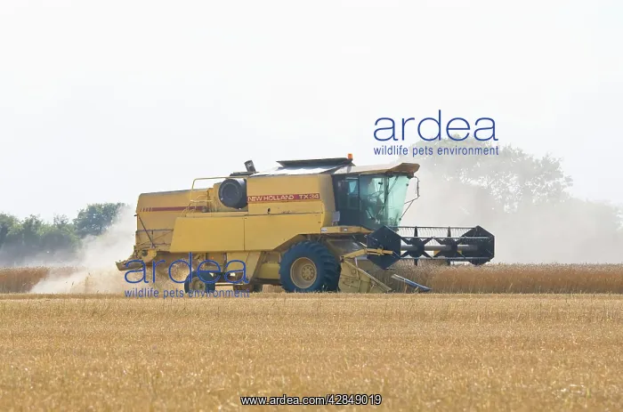 : Farming - Combine Harvester - Wheat harvest : Farming - Combine Harvester - Wheat harvest