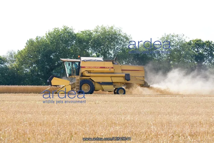 : Farming - Combine Harvester - Wheat harvest : Farming - Combine Harvester - Wheat harvest