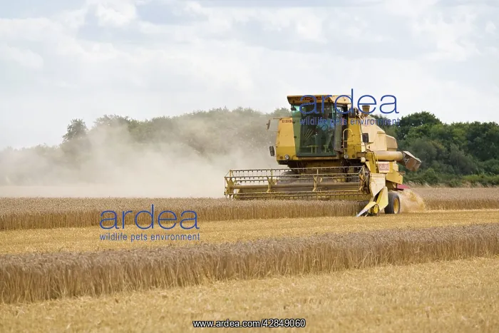 : Farming - Combine Harvester - Wheat harvest : Farming - Combine Harvester - Wheat harvest