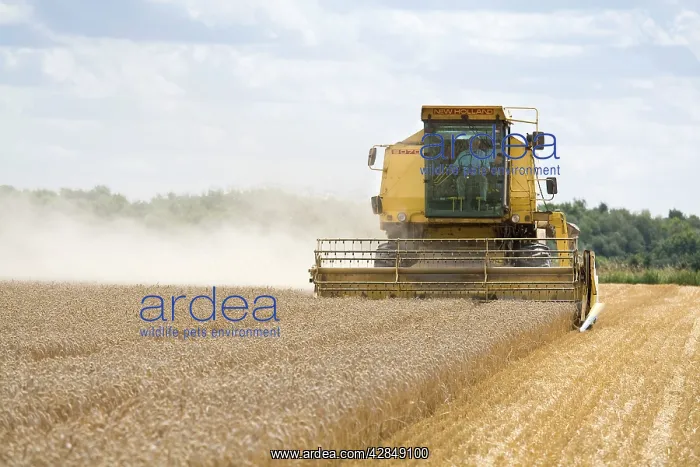 : Farming - Combine Harvester - Wheat harvest : Farming - Combine Harvester - Wheat harvest