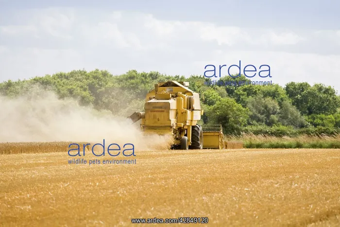 : Farming - Combine Harvester - Wheat harvest : Farming - Combine Harvester - Wheat harvest