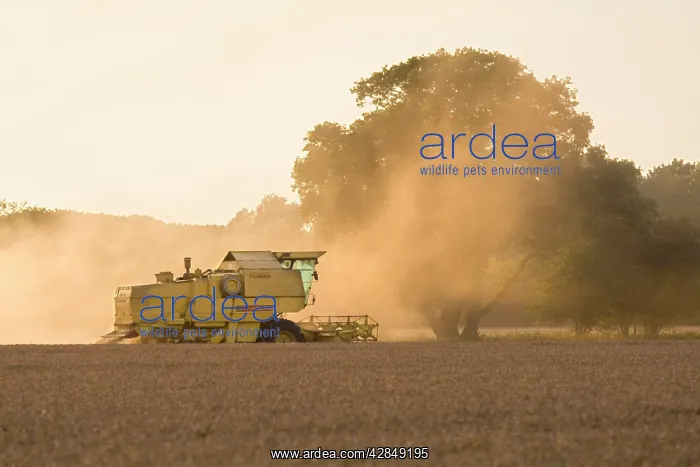 : Farming - Combine Harvester - Wheat harvest at sunset : Farming - Combine Harvester - Wheat harvest at sunset