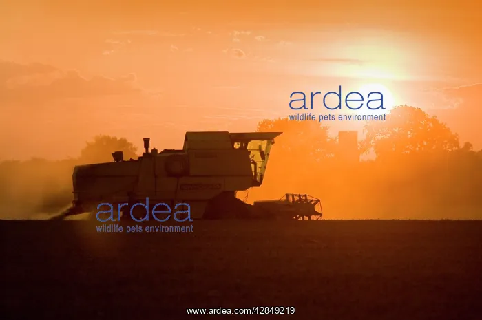 : Farming - Combine Harvester - Wheat harvest at sunset : Farming - Combine Harvester - Wheat harvest at sunset